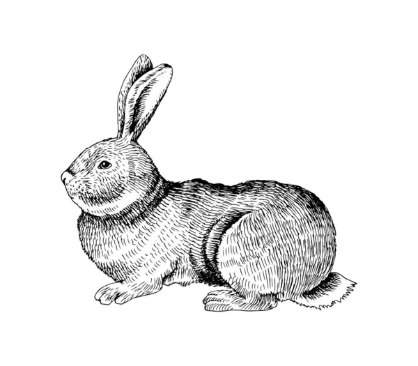 Handritad kanin. — Stock vektor