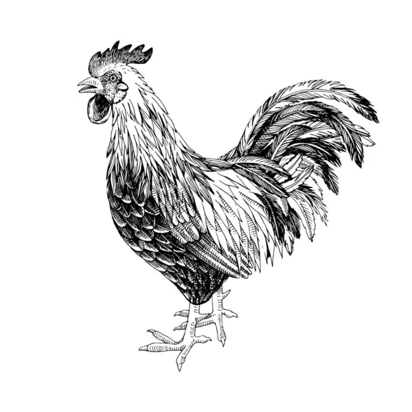 Gallo dibujado a mano . — Archivo Imágenes Vectoriales