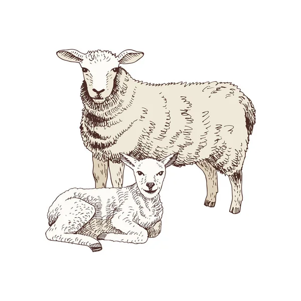 Χειροποίητα πρόβατα και αρνιά. — Διανυσματικό Αρχείο