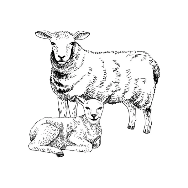 Moutons et agneaux dessinés à la main . — Image vectorielle