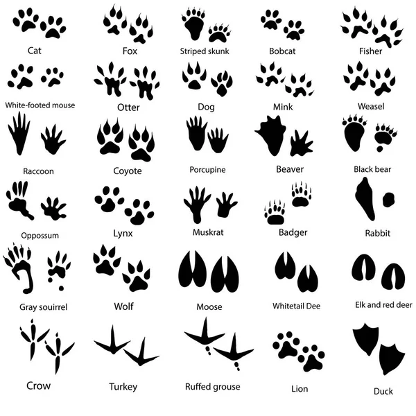 İsimli bir grup hayvan ve kuş izi 