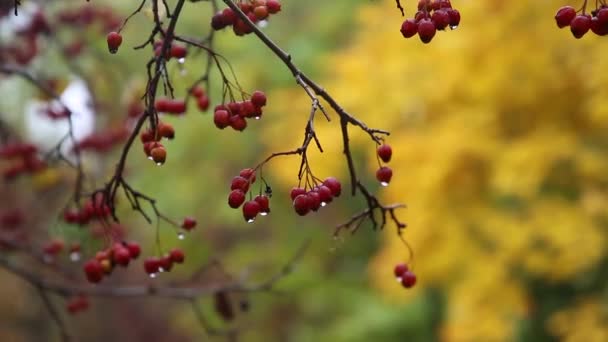 Осенние Эскизы Дождь Листья — стоковое видео
