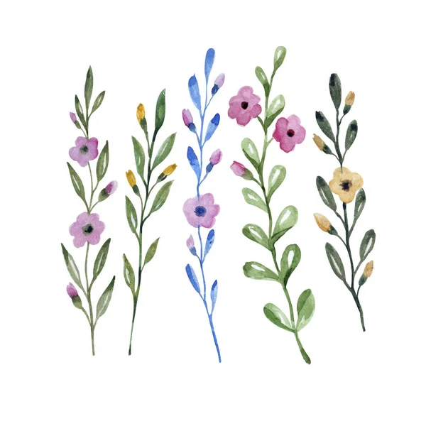 Wildflowers Watercolor Set Plants — Stock Photo, Image