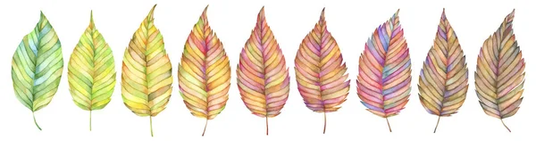 Set Watercolor Autumn Leaves — Stock Photo, Image