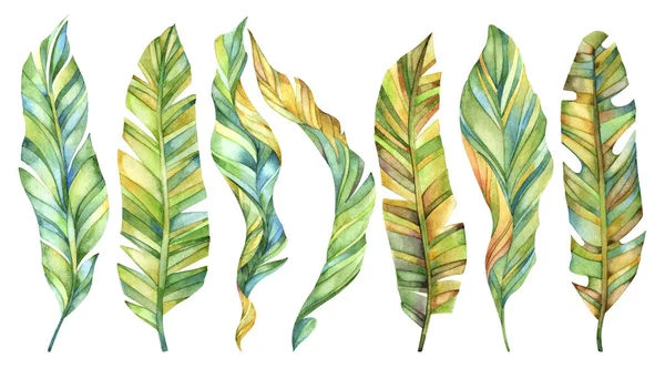 Set Large Green Watercolor Leaves — Stock Photo, Image