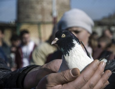 Istanbul, güvercin satıcıları sergilenmektedir kuşlar'Kuş Pazarı.