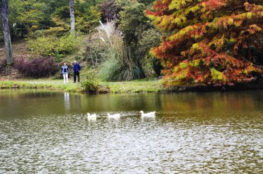 Atatürk Botanik Bahçesi. Göl çevresinde sonbahar ağaçlar.