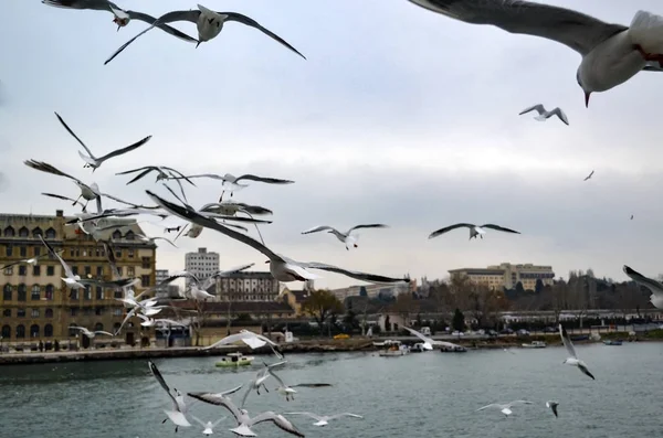 Haydarpaşa, ile lots-in uçan martıları rıhtımın.