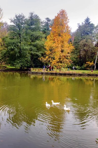 Ataturk Arboretum. Árboles de otoño alrededor del lago . — Foto de Stock