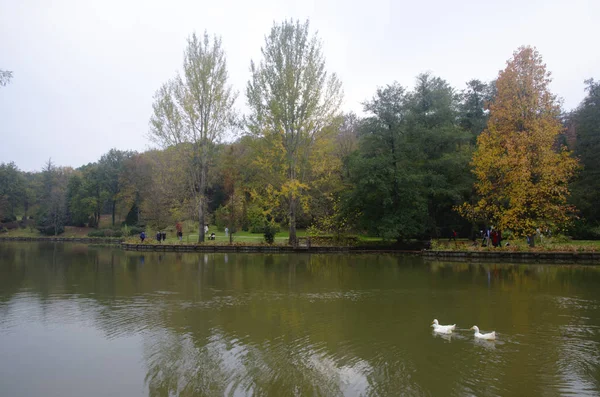 Ataturk Arboretum. Árboles de otoño alrededor del lago . — Foto de Stock