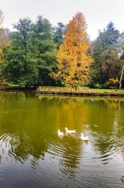 Göl çevresinde sonbahar ağaçlar.