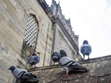 Güvercinlerin bir Cami avlusu