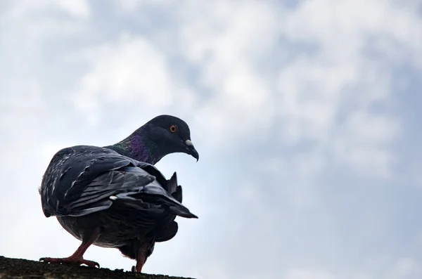 Paloma y cielo de fondo — Foto de Stock