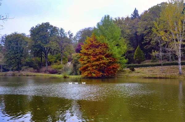 A következő reptér környékén: Lake őszi fák. — Stock Fotó