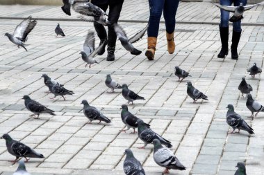 Kuşlar eğlenceli güvercin besleme