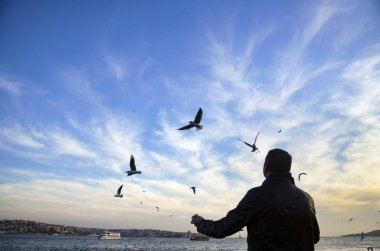Sunset bulvarında bir adam yiyecek veren beach martılar