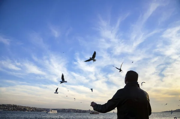Sunset on the beach seagulls food-giving a man — Stock Photo, Image