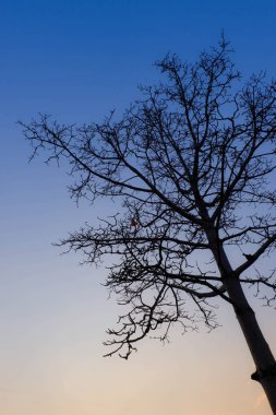 Ağaç günbatımı silüeti 