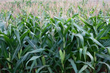 Satır Mısır saplarını büyüyen 