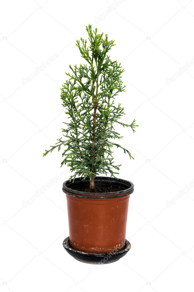 Domestic cypress isolated on white