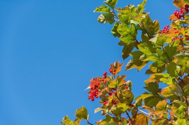 sonbahar yaprakları arka plan