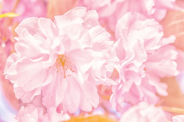 Sakura fleur fleur de cerisier. — Photo