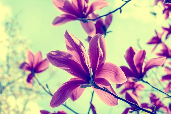 봄 시간에 목련 꽃의 꽃 — 스톡 사진