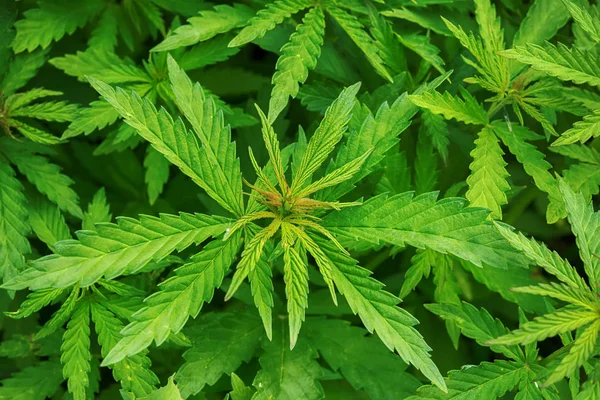 Kannabiksen marihuanan lehtien lähikuva tausta — kuvapankkivalokuva