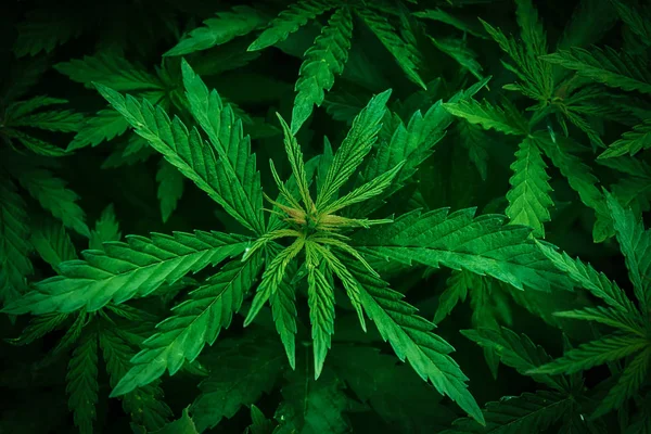 Kannabiksen marihuanan lehtien lähikuva tausta — kuvapankkivalokuva