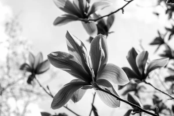 Blühen der Magnolienblüten im Frühling — Stockfoto