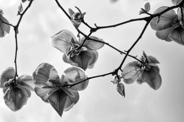 Florecimiento de flores de magnolia en primavera — Foto de Stock