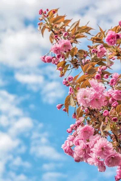 Sakura çiçeği kiraz çiçeği. — Stok fotoğraf