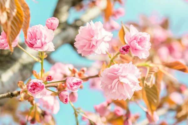 Sakura flor flor de cerezo. — Foto de Stock
