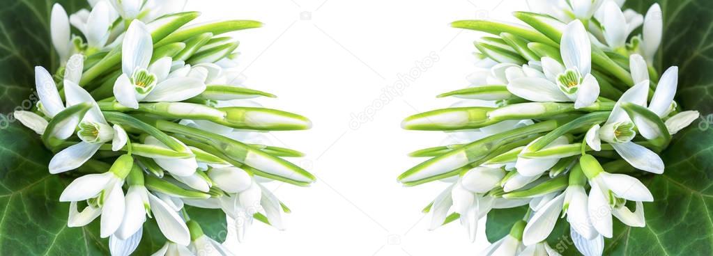 Snowdrops isolated on white background