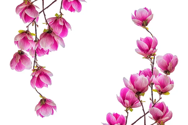 Magnólie květ květ izolovaných na bílém pozadí — Stock fotografie