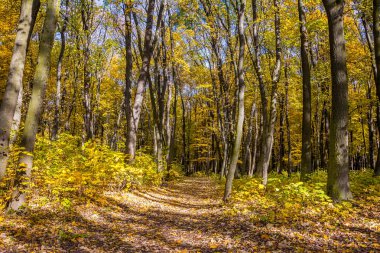 sonbahar park peyzaj