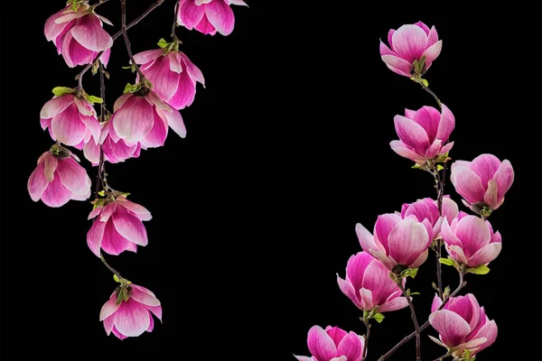 Άνθος λουλούδι Magnolia που απομονώνονται σε μαύρο — Φωτογραφία Αρχείου