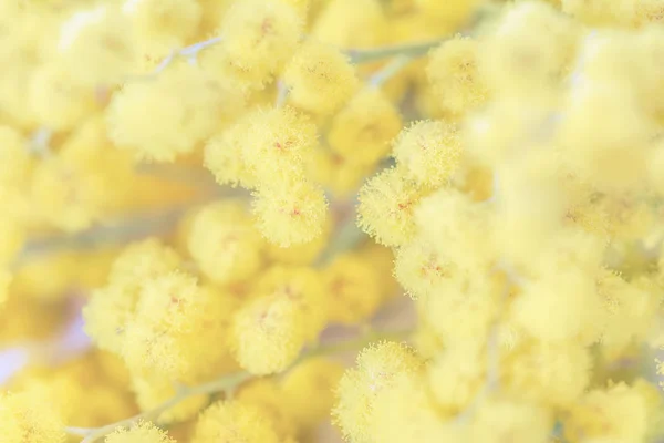 Mimosa bloem bloesem achtergrond — Stockfoto