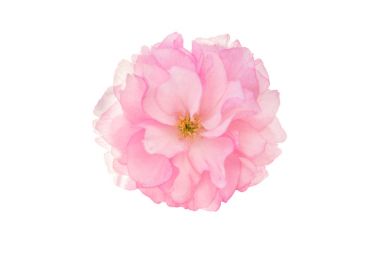 Sakura çiçeği kiraz çiçeği.