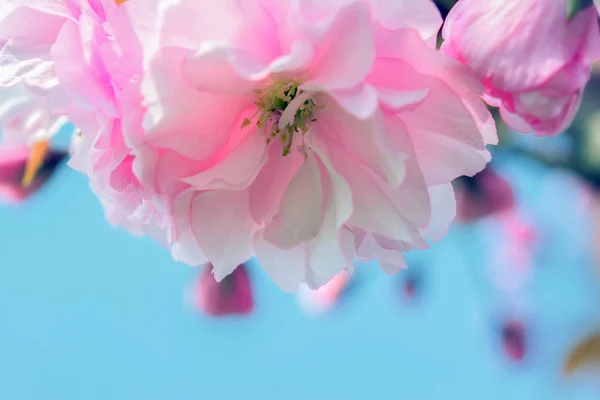 Flor de cereja de flor Sakura. — Fotografia de Stock