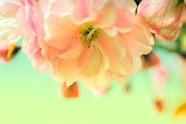 Flor de cereja de flor Sakura. — Fotografia de Stock