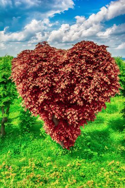 Kalp şekli ağaç