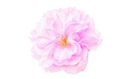 Sakura çiçeği kiraz çiçeği.