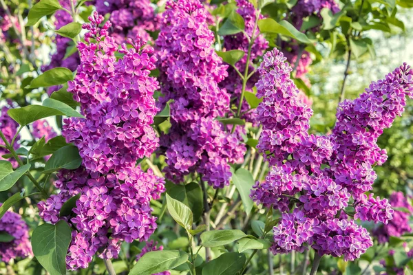 Ramo de flores lilás — Fotografia de Stock