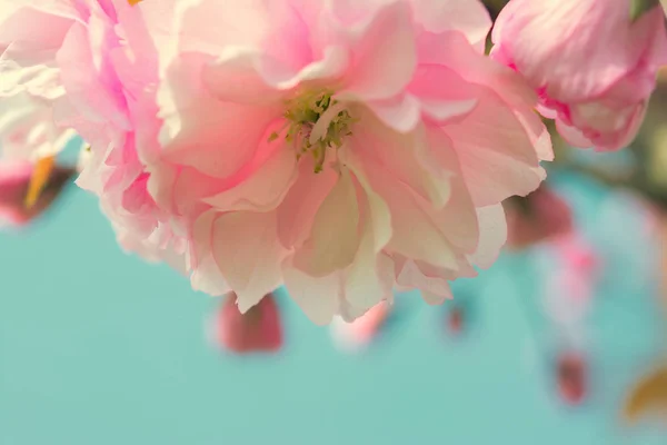 Sakura bloem kersenbloesem. — Stockfoto