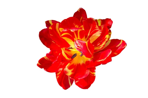 Einzelner Tulpenkopf isoliert auf einem weißen — Stockfoto