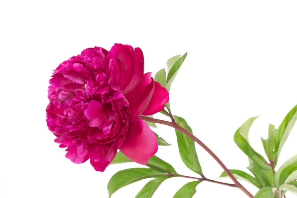 Paarse peony geïsoleerd op witte achtergrond — Stockfoto