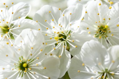 kiraz çiçek çiçeklenme