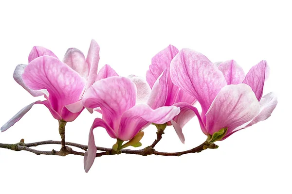 Άνθος λουλούδι Magnolia που απομονώνονται σε λευκό φόντο — Φωτογραφία Αρχείου
