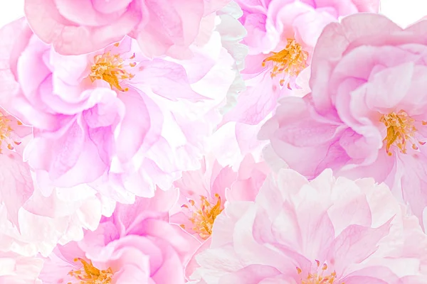 Sakura άνθη φόντο — Φωτογραφία Αρχείου